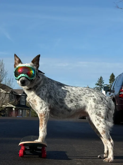 A cattle dog in goggles standing on a skateboard